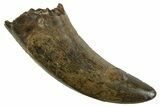 Serrated, Tyrannosaur (Nanotyrannus) Tooth - Montana #378495-1
